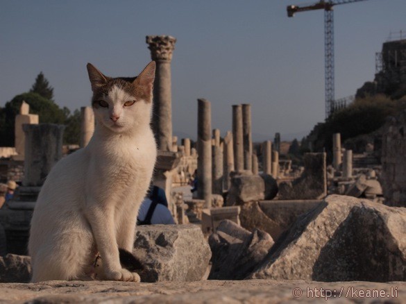 Cat in Ephesus (photo)