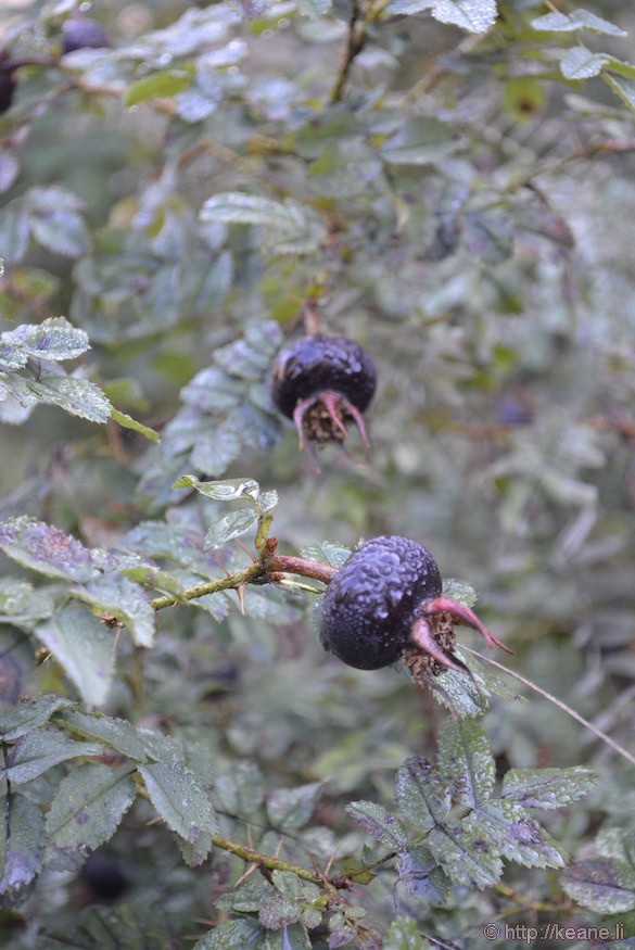 Berries in the Seurasaari Open-Air Museum in Helsinki