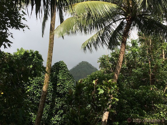 Oahu - Lyon Arboretum