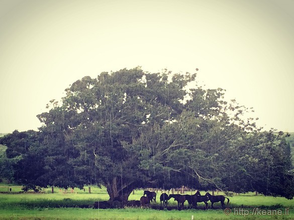 Oahu - Horses in the Rain in Haleiwa