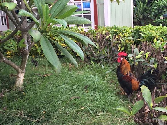 Kauai - Rooster