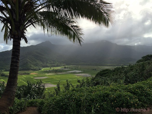 Kauai - Taro Fields in Hanalei