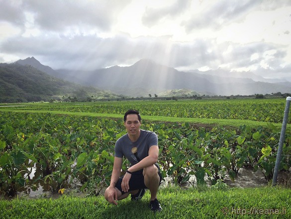 Kauai - Taro Fields in Hanalei