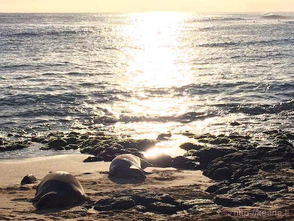 Kauai - Monk Seals at Poipu Beach