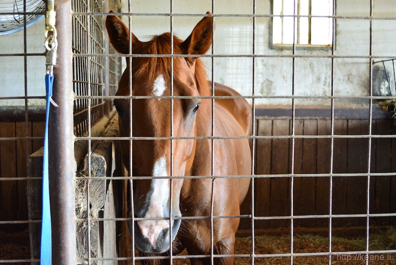 Horse in Austin