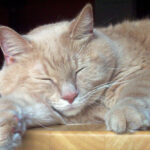 sleeping-cat-1106612995049107XX